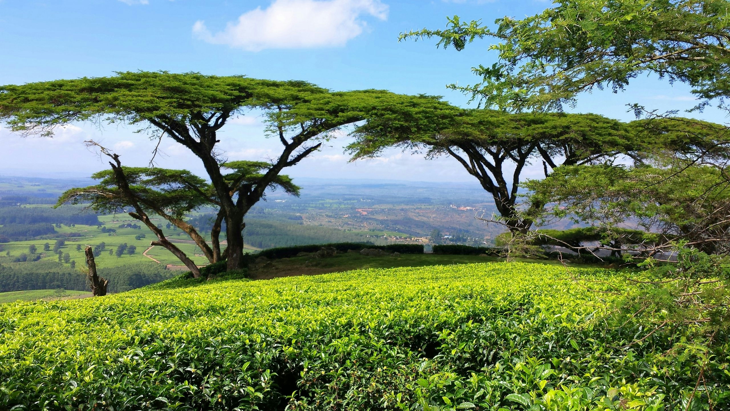 Buy Weed in Malawi
