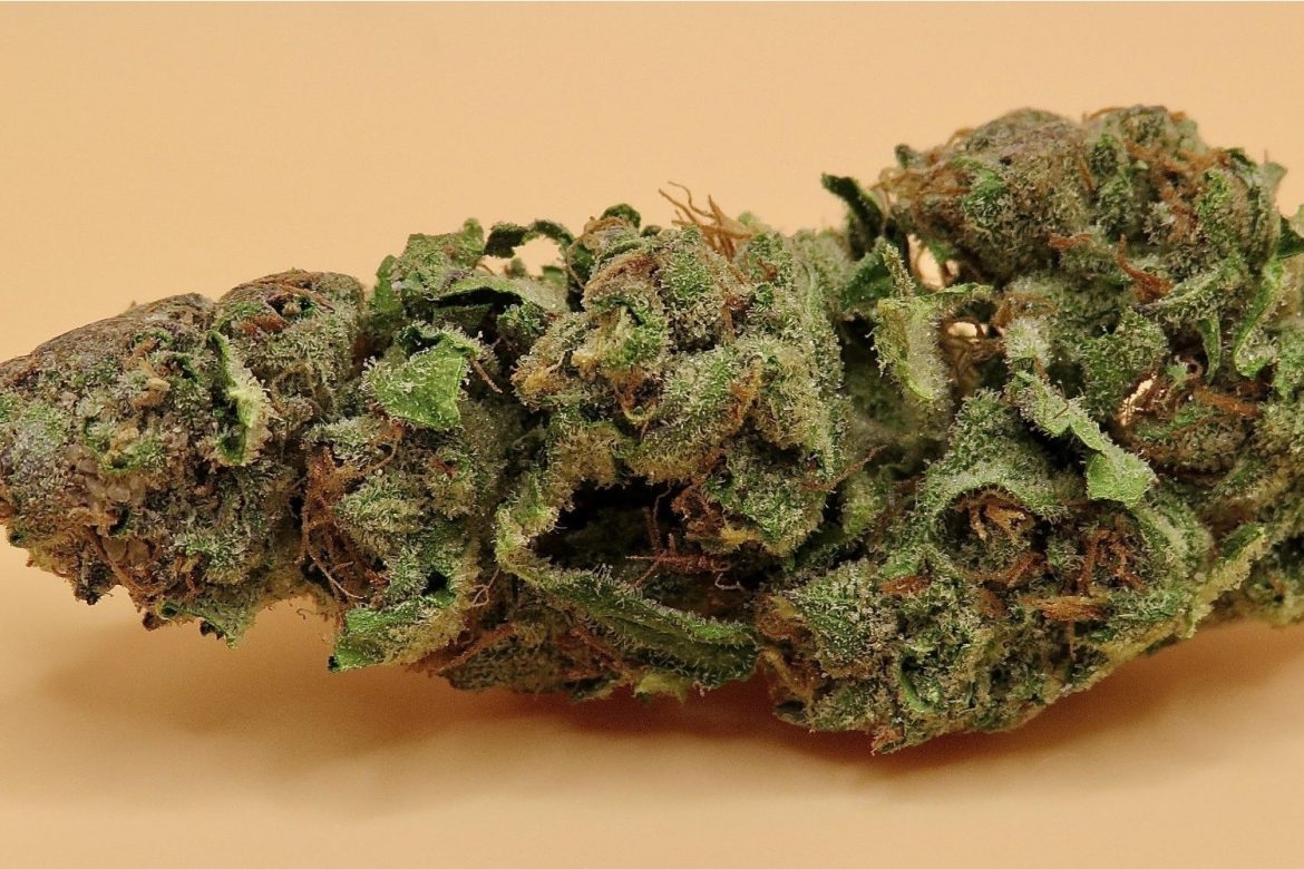 close-up of a Jealousy strain bud