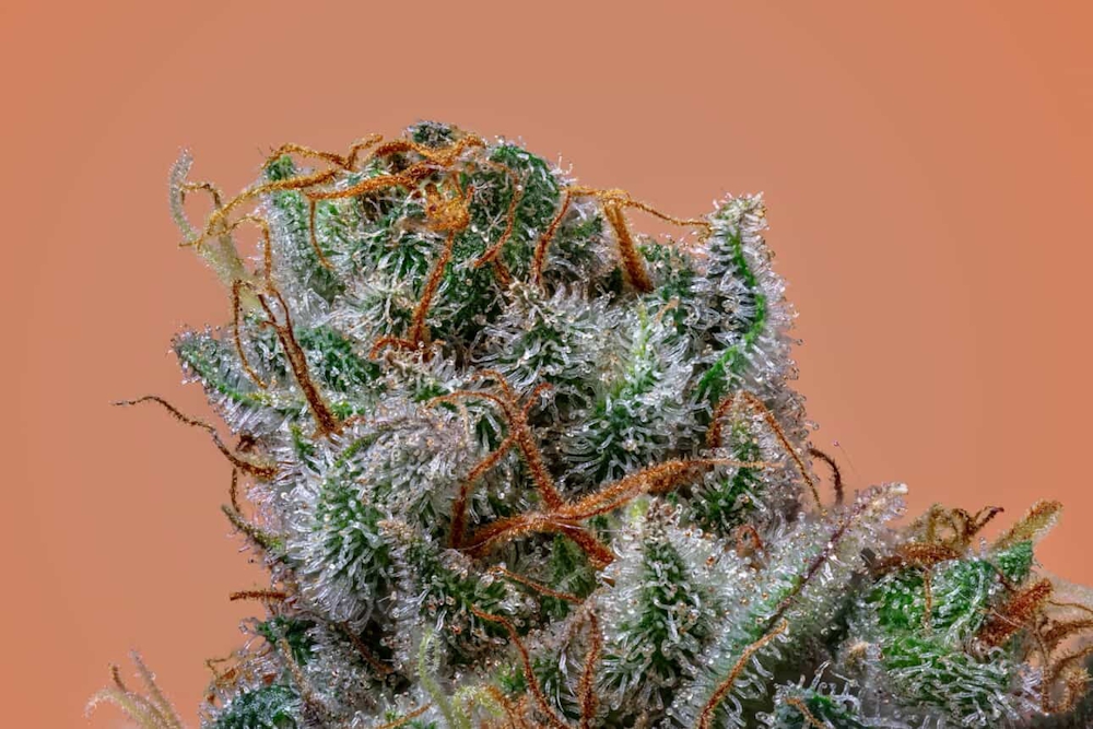 Best Exotic THCA Flower (2026): 5 Brands That Actually Live Up to the Hype