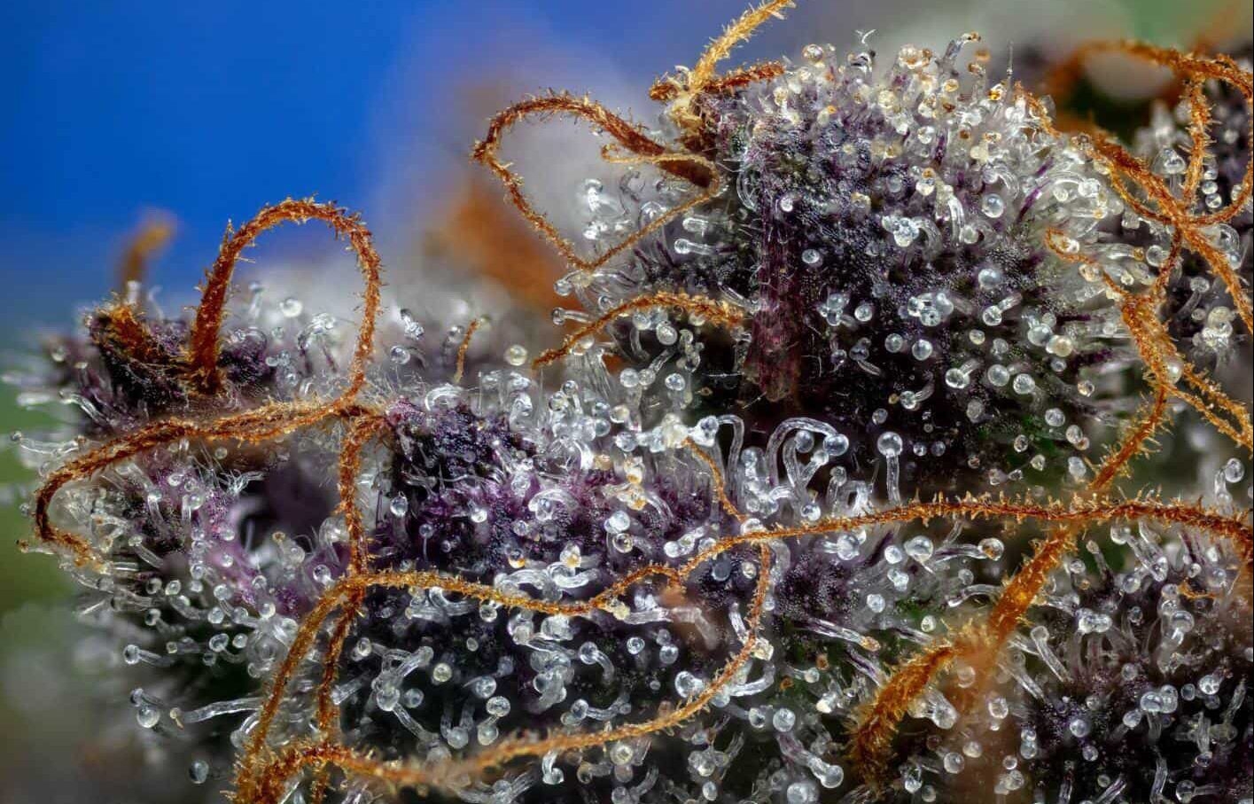 Detailed close-up of a premium exotic THCA flower plant, showcasing dense bud structure, rich coloration, and crystal-covered trichomes