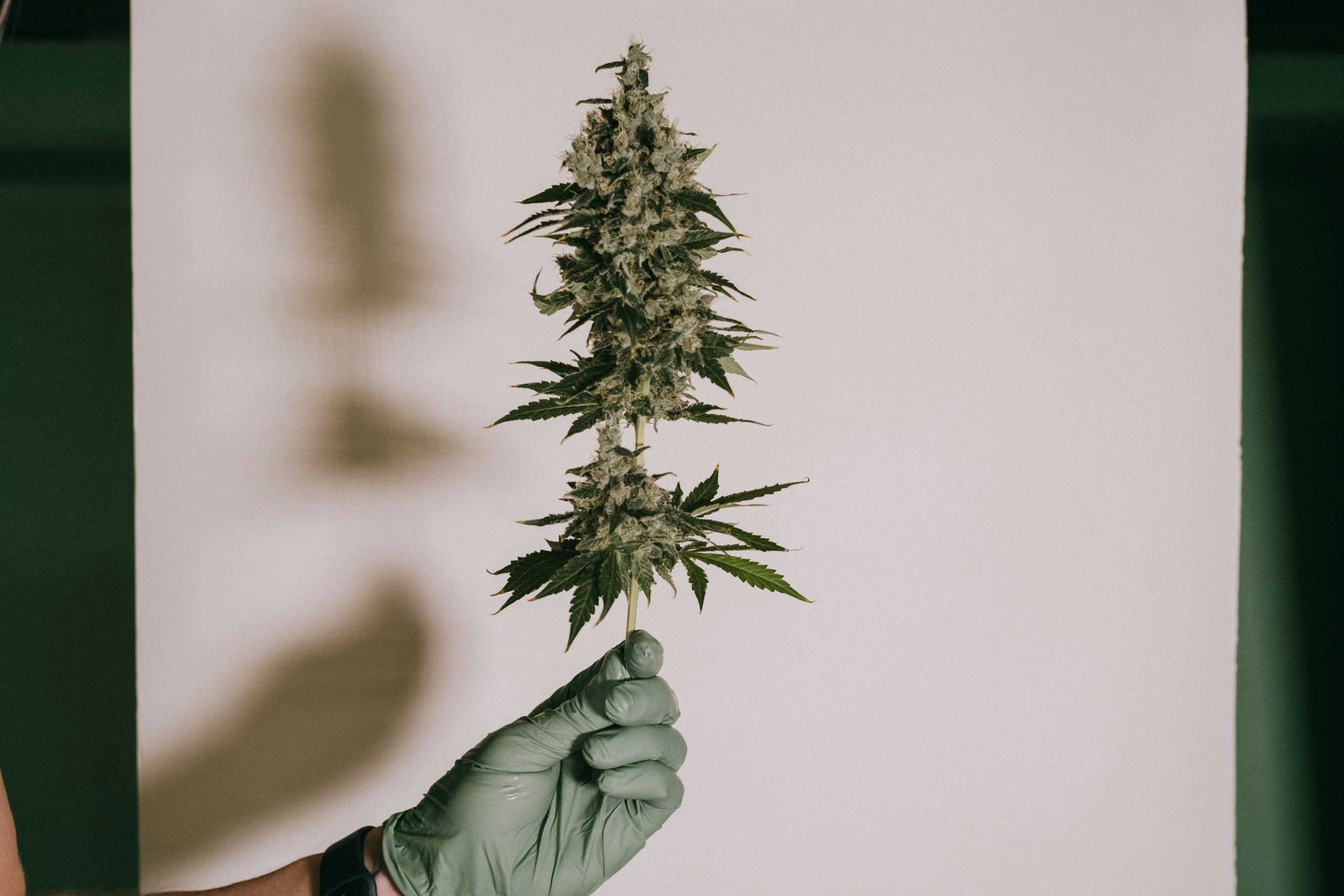 Hands holding a thriving THCA cannabis plant featuring the best exotic THCA flower