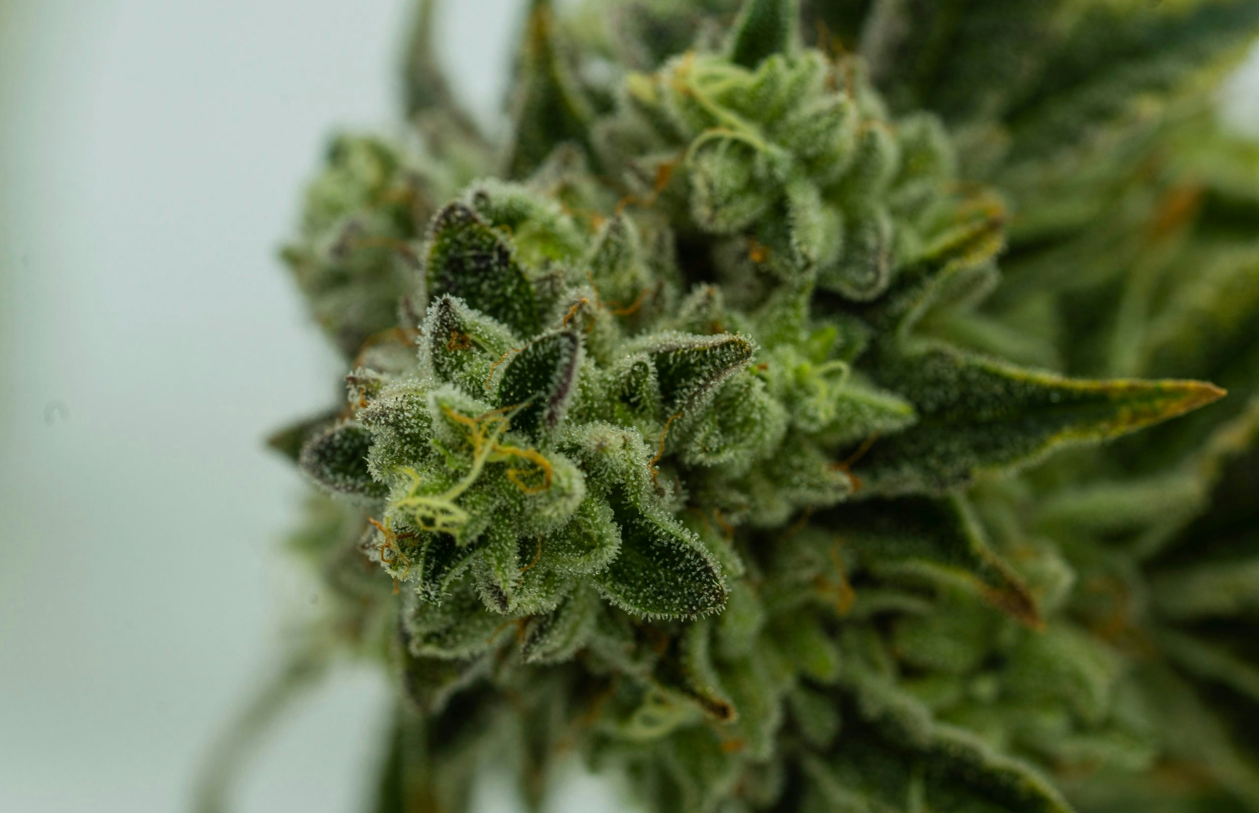 Cannabis flower under magnification displaying trichome maturity for harvest evaluation