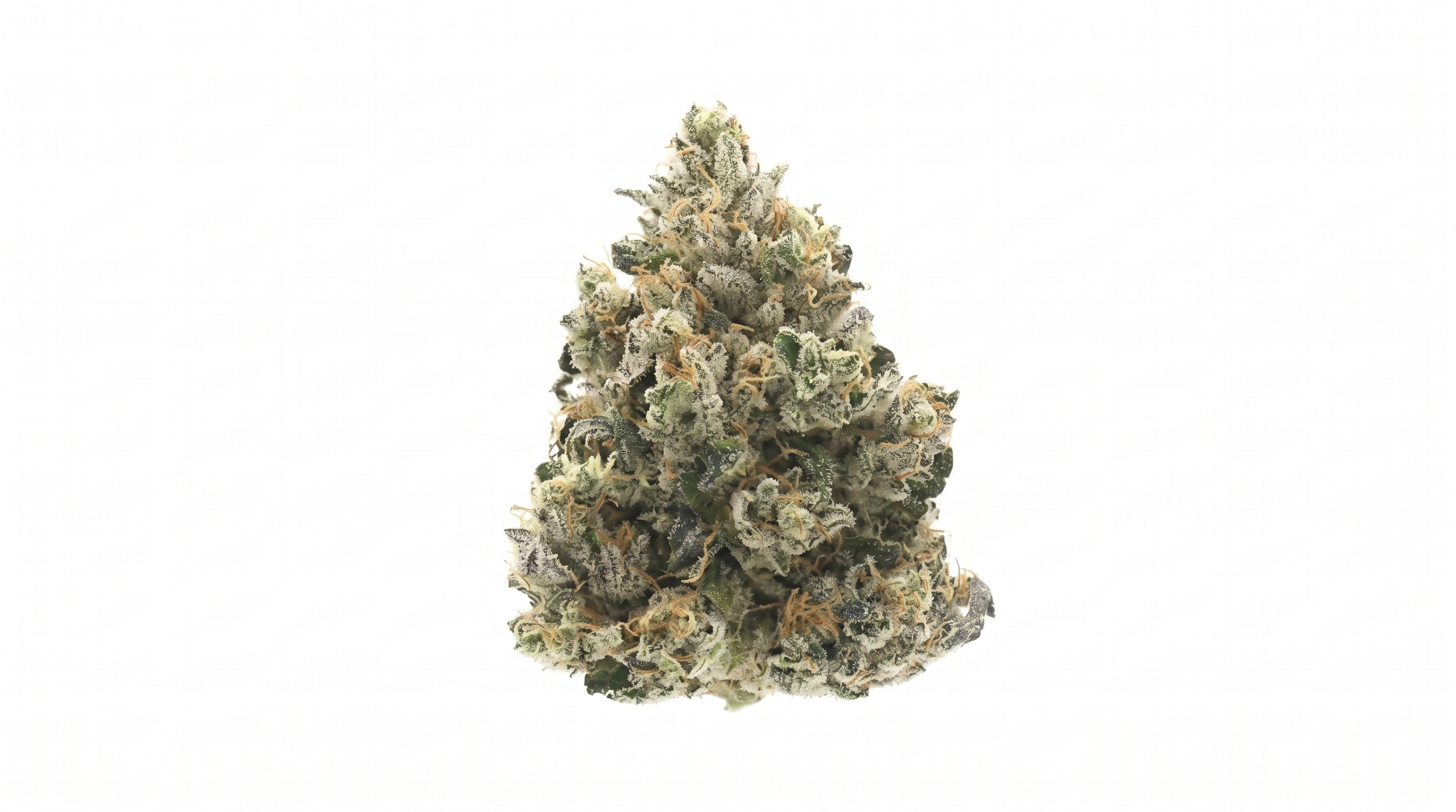 Close-up of Donny Burger cannabis strain featuring dense buds, dark green hues, and frosty trichomes