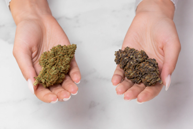 Person holding Pink Runtz strain in one hand and Gelato strain in the othern comparison