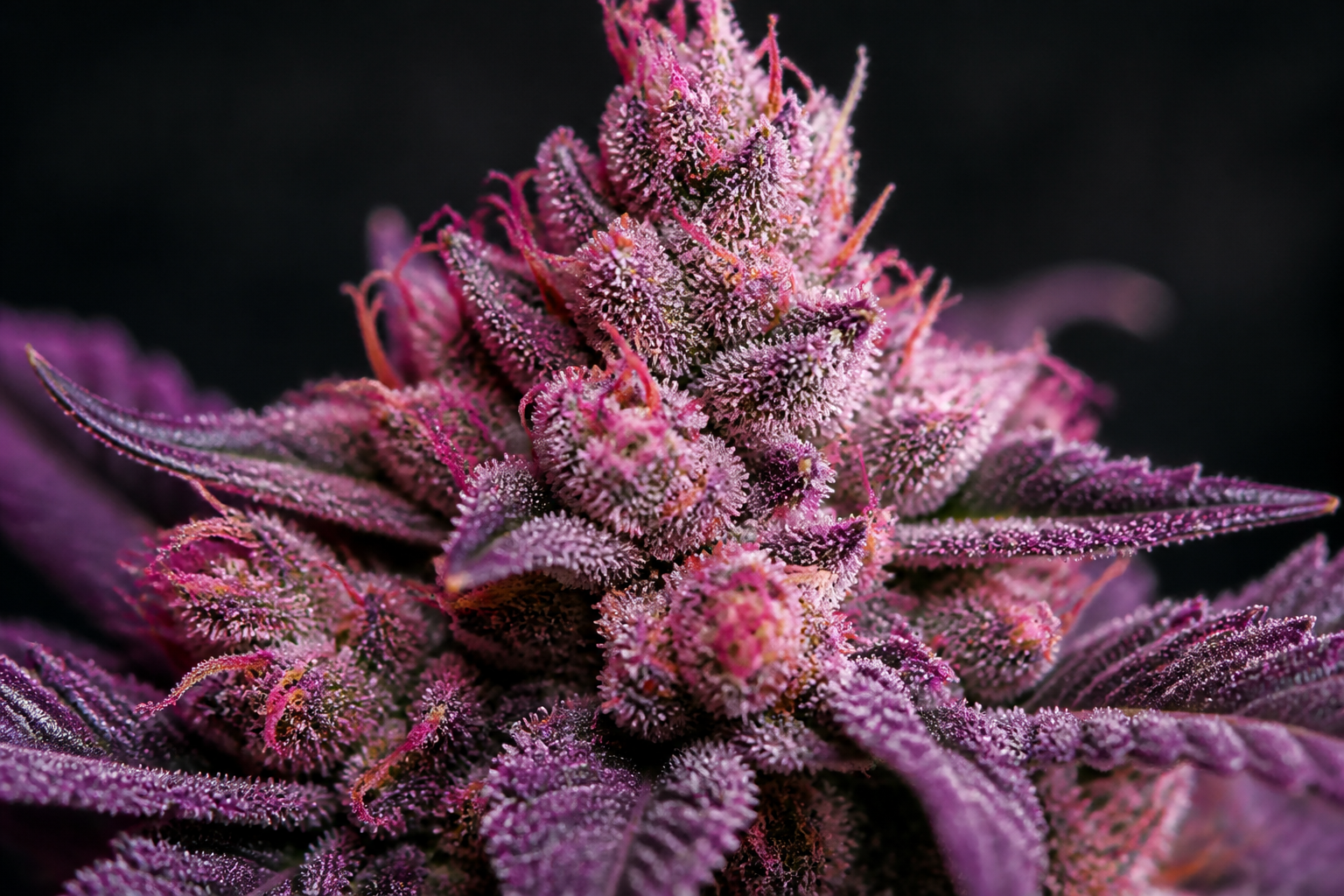 Detailed close-up of Pink Runtz weed strain displaying bright colors and heavy resin production