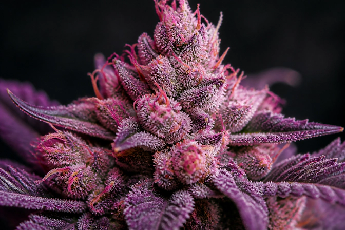 Detailed close-up of Pink Runtz weed strain displaying bright colors and heavy resin production