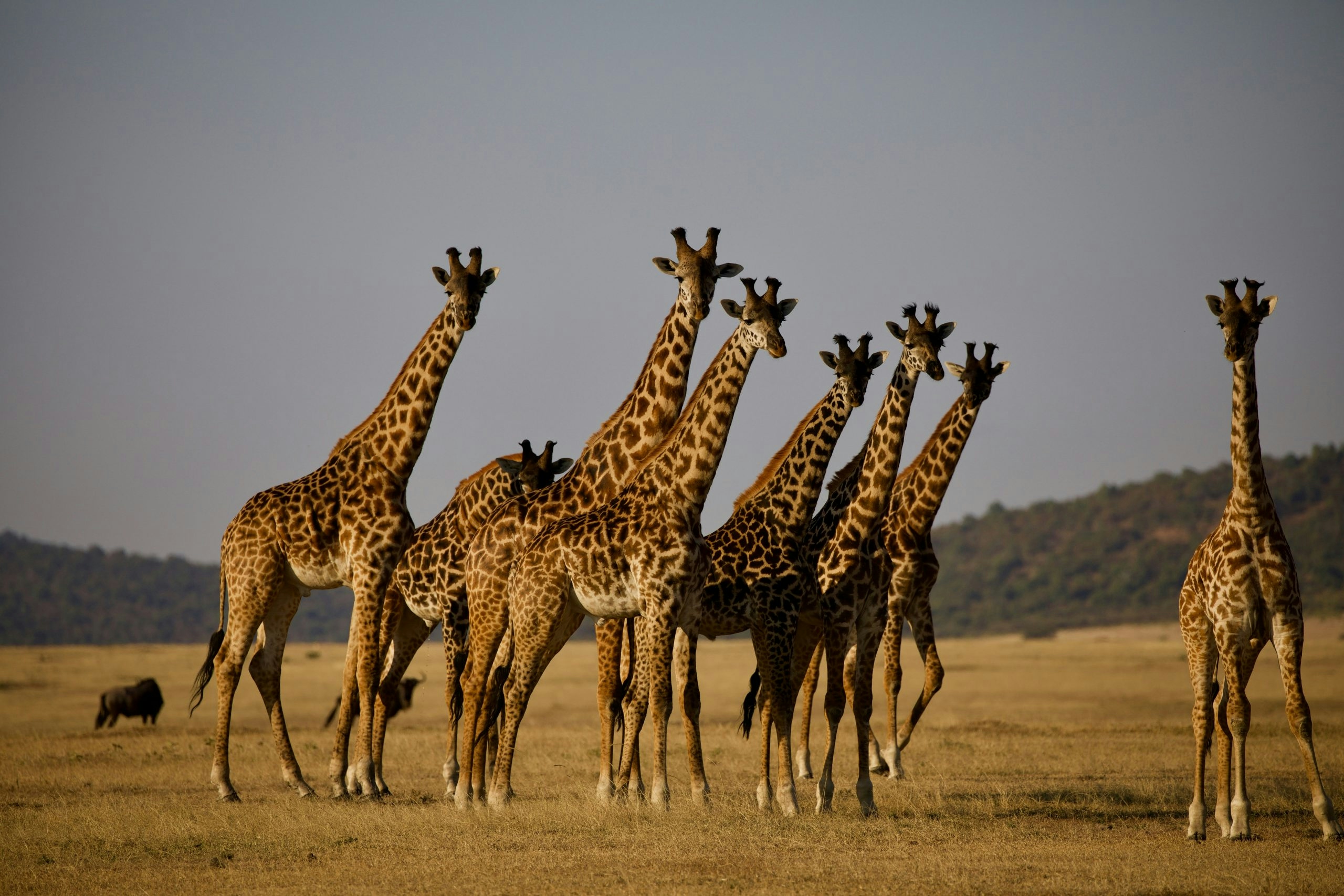 Panoramic view of Tanzania showcasing its diverse natural landscapes and wildlife