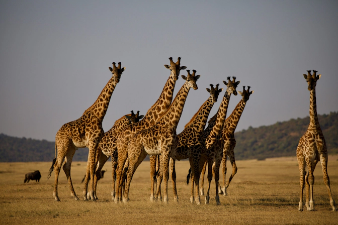 Panoramic view of Tanzania showcasing its diverse natural landscapes and wildlife