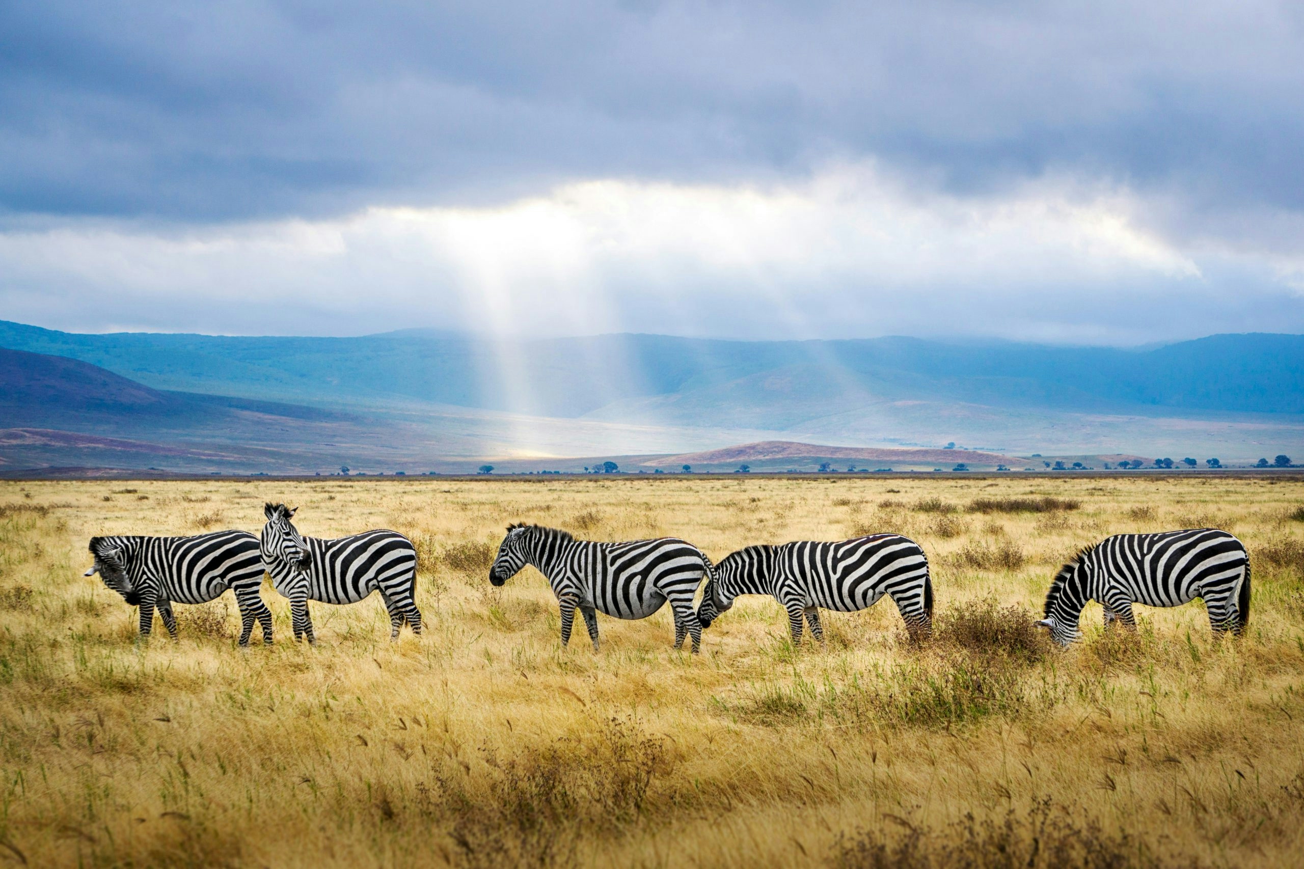 Wildlife in Tanzania featuring zebras grazing across the Serengeti