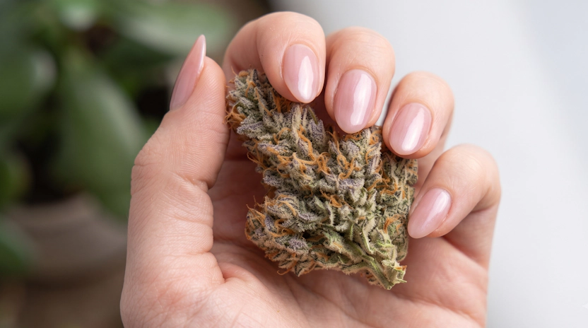 A womanClose-up of a woman's hands holding a white truffle bud