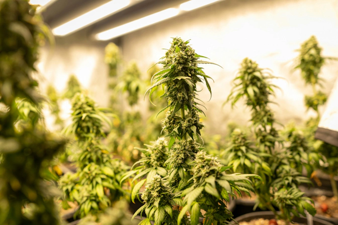 Apples and Bananas cannabis plants growing indoors during the flowering stage
