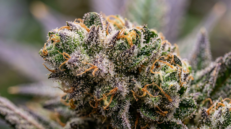 Macro photograph of Apples and Bananas strain highlighting dense trichome coverage