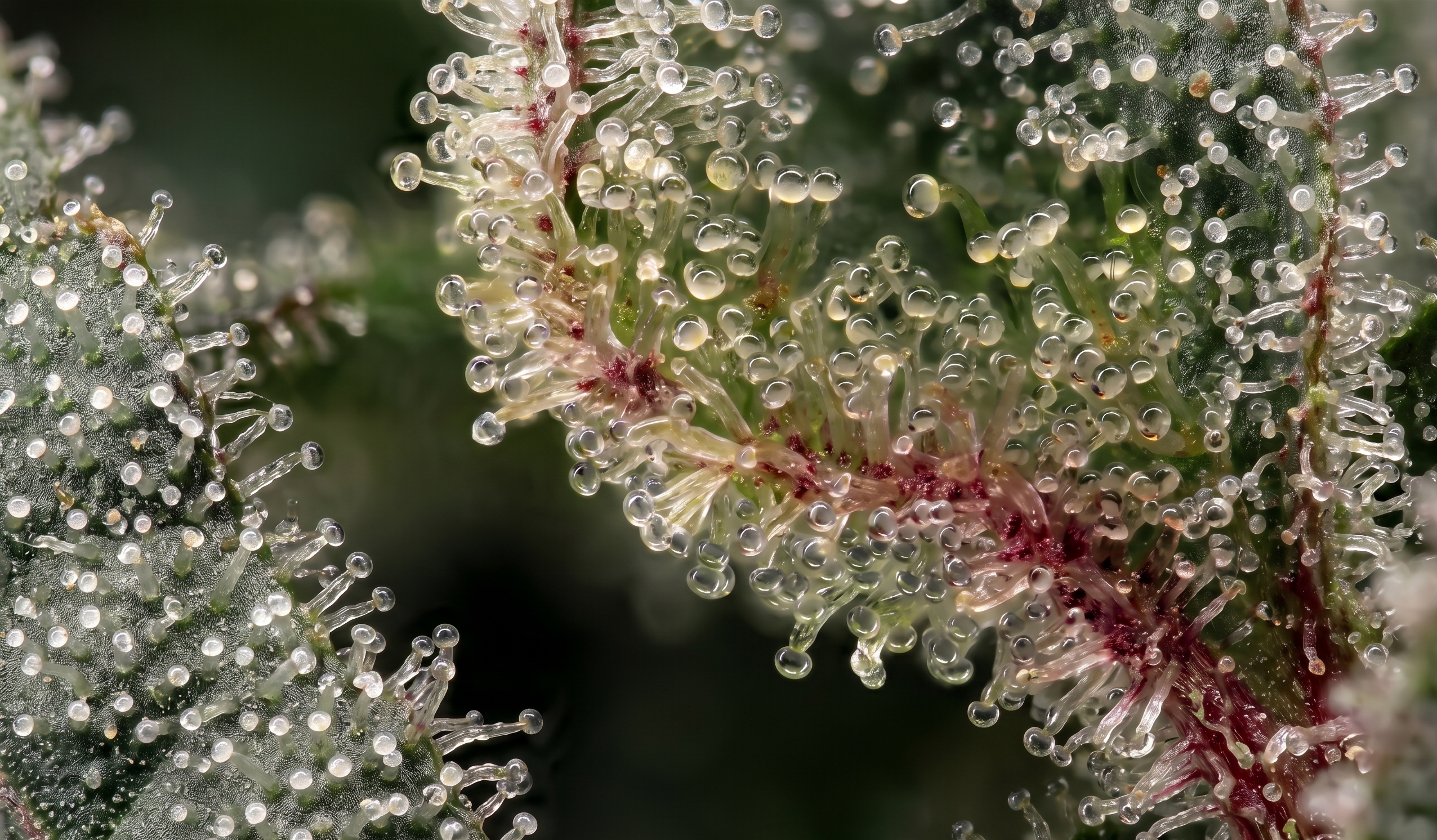 Apples and Bananas cannabis strain featuring colorful, trichome-rich buds and premium flower quality