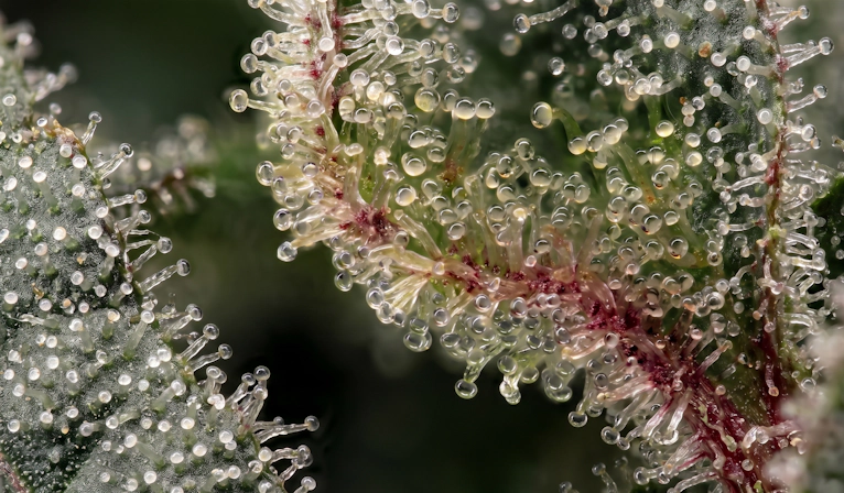 Apples and Bananas cannabis strain featuring colorful, trichome-rich buds and premium flower quality