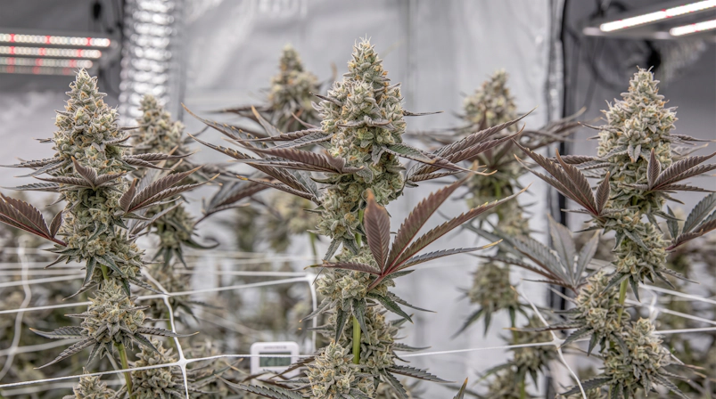 Black runtz cannabis plant during the flowering stage with dense resinous buds