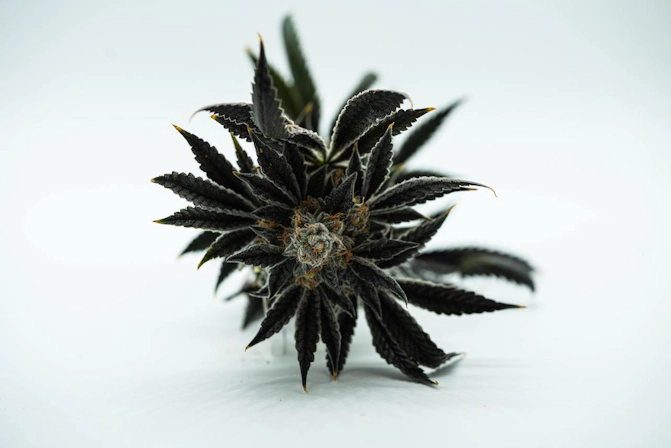Premium black runtz cannabis flower with abundant resin production and compact buds