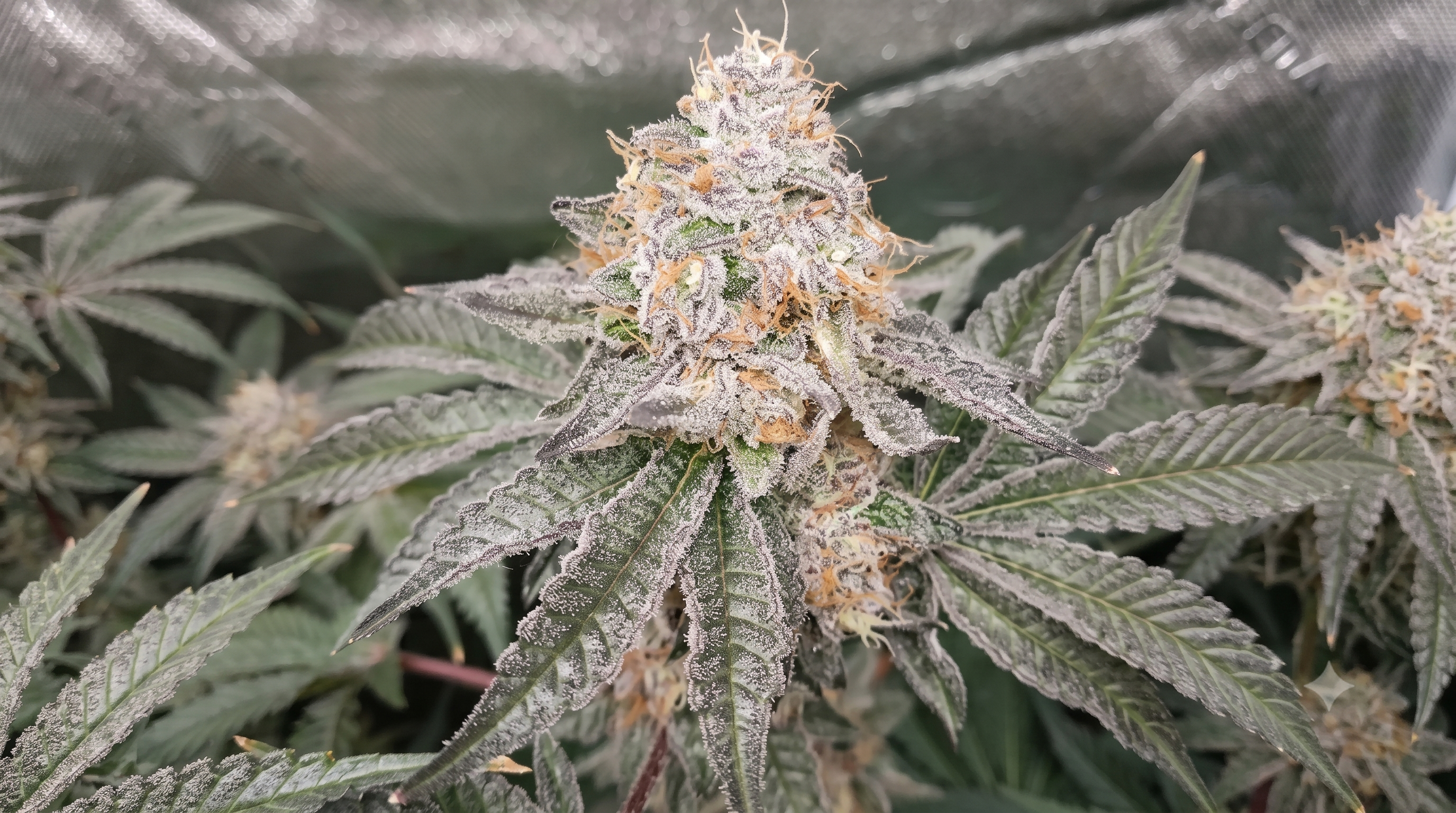 Flowering Apple Tartz cannabis plant producing dense, frosty buds