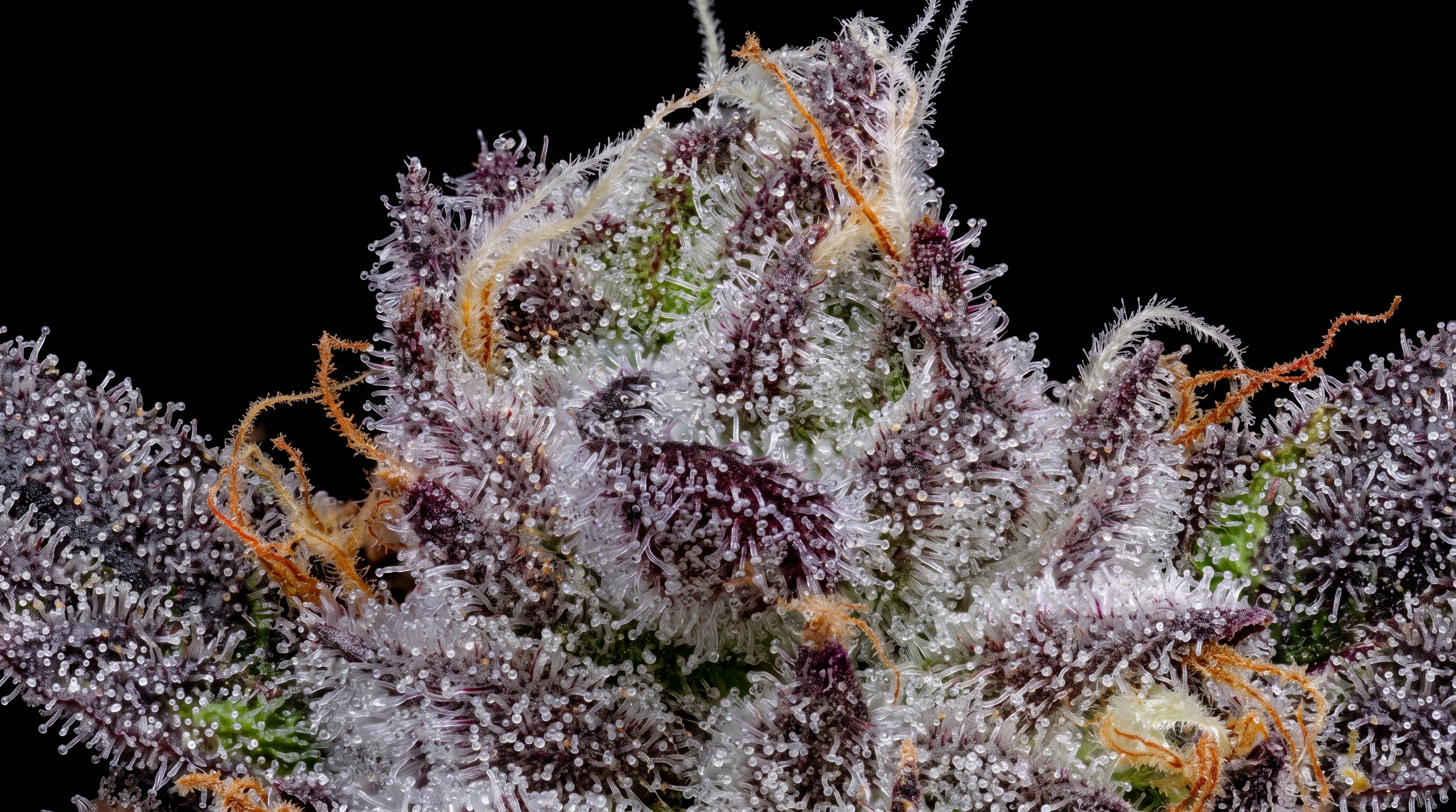 Detailed close-up of Apple Tartz strain highlighting frosty resin glands and bright orange pistils