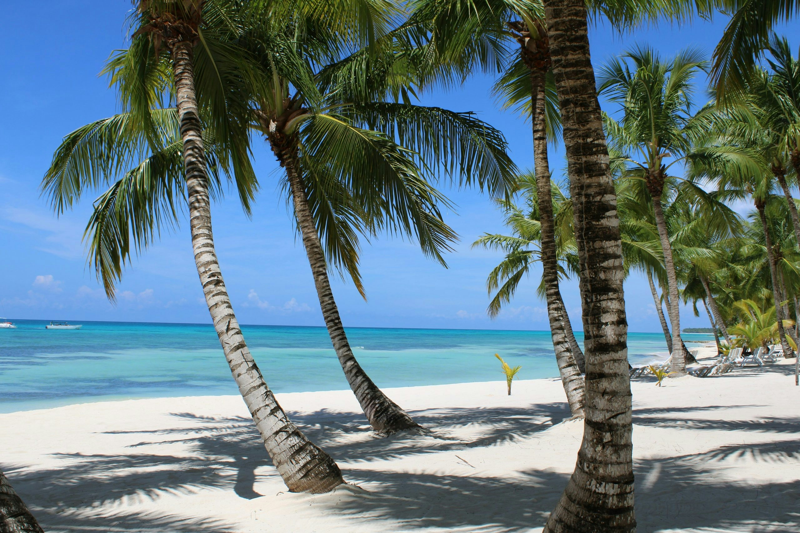 Tropical beach in Punta Cana lined with palm trees and clear blue water.
