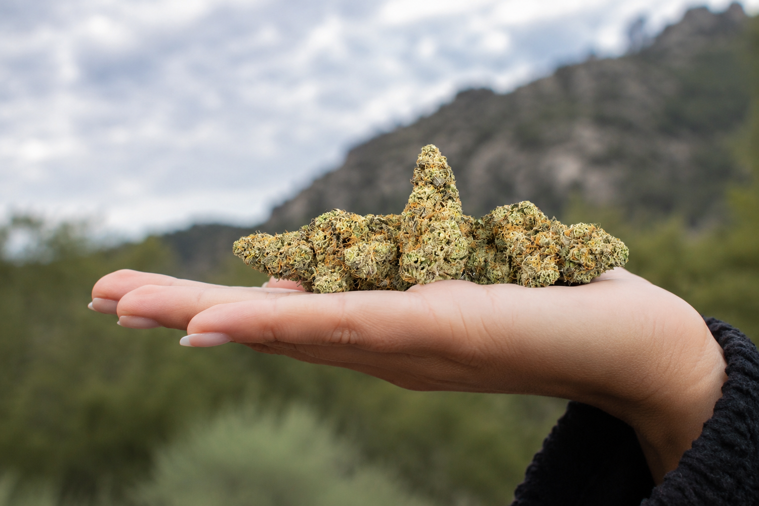 Don Mega strain displaying dense flower formation, sparkling trichomes, and vibrant green and purple hues