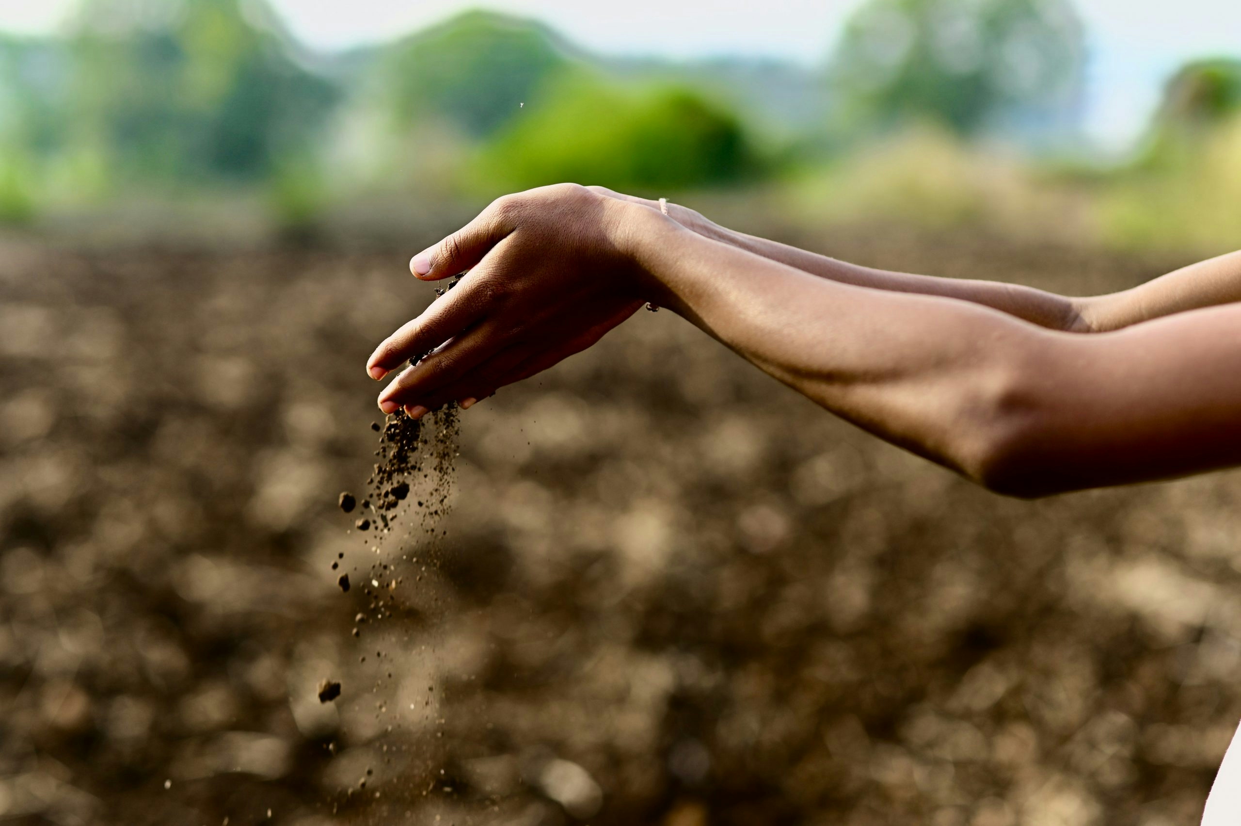 Organic fertilizer mixed into soil for cannabis plants
