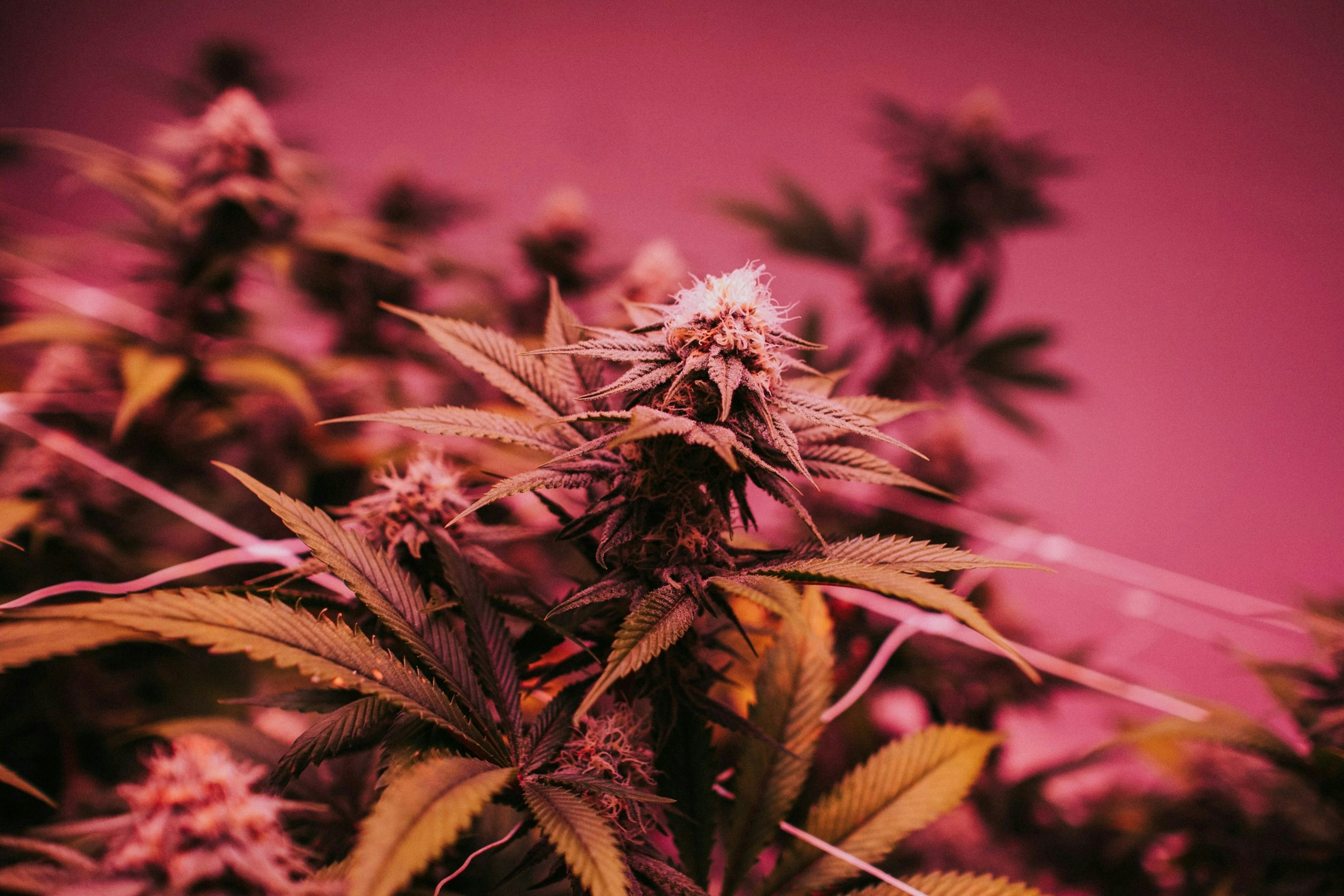 Mature Dabbalicious cannabis plant with dense, resin-rich buds growing indoors.