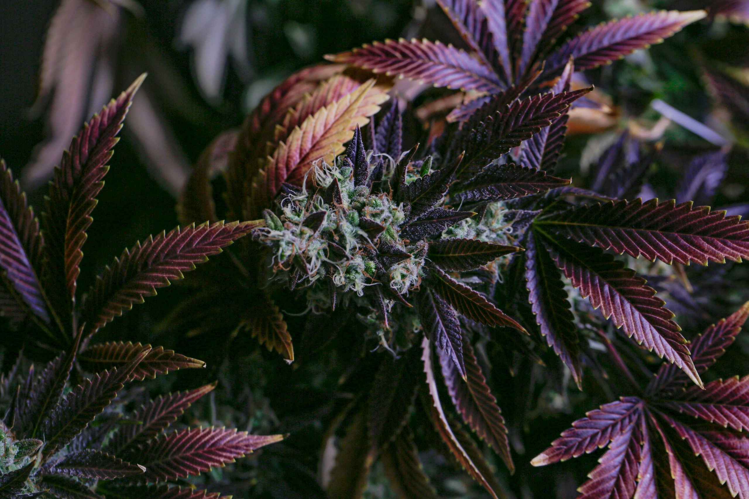 Dabbalicious strain growing in a controlled indoor environment with healthy flowering buds
