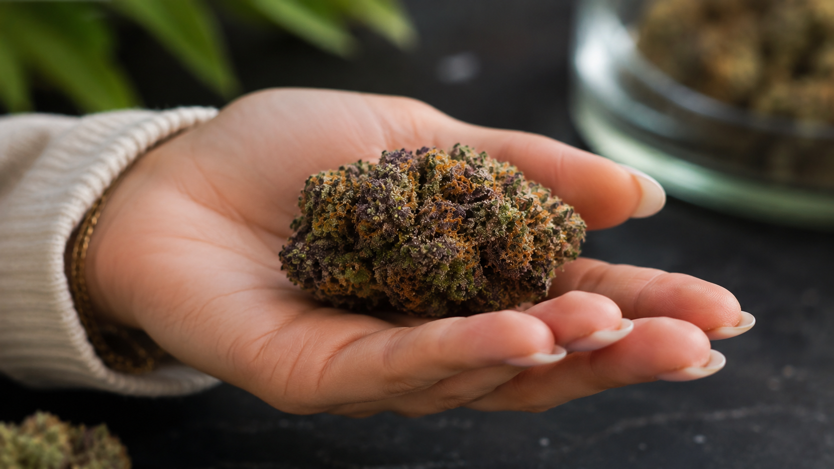 Freshly cured Astro Candy cannabis flower