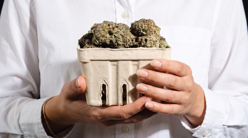 Close-up of a woman's hand carrying a basket overflowing with frosty cannabis flowers