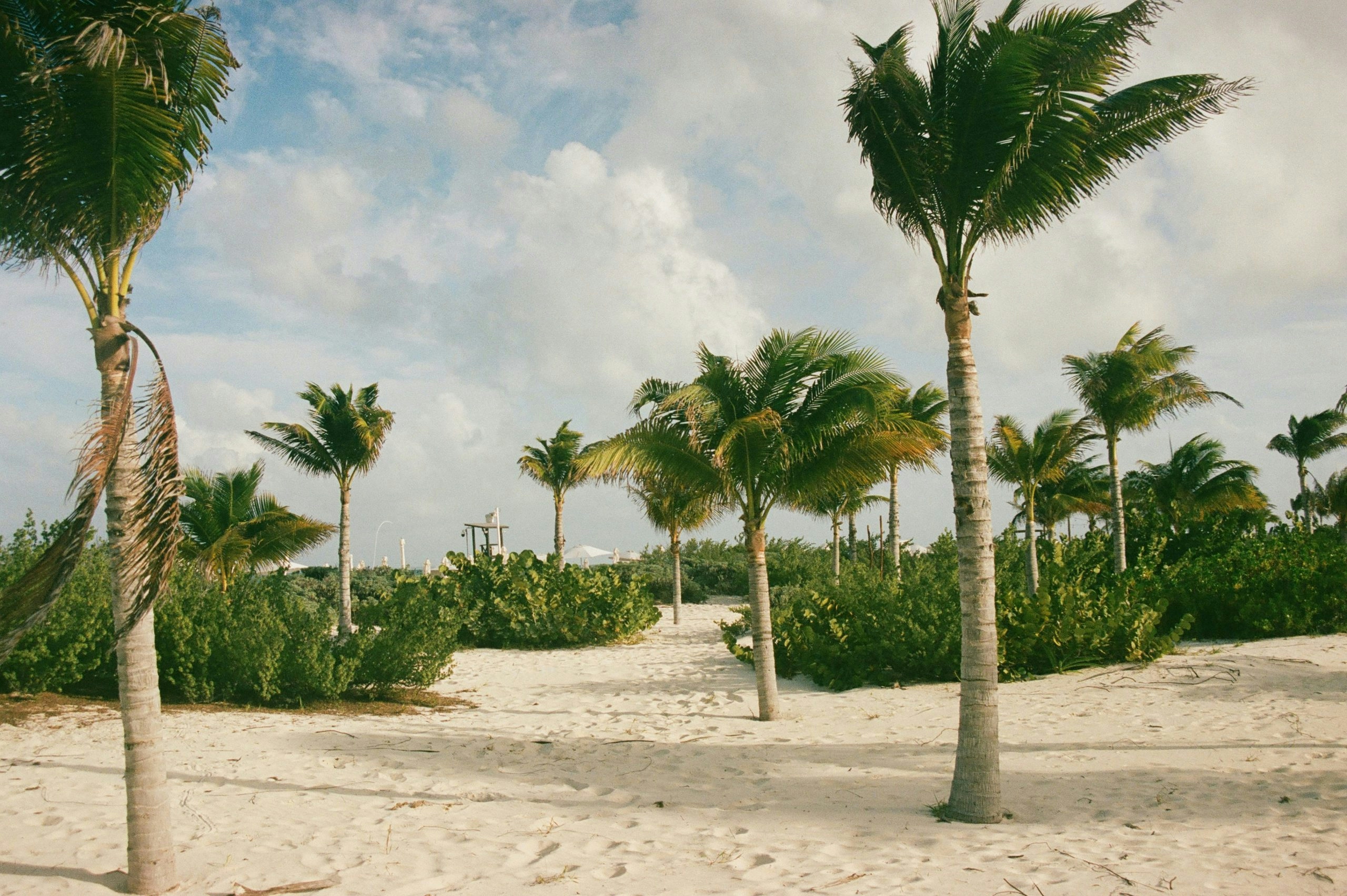 Tropical beach with swaying palm trees in Cancun