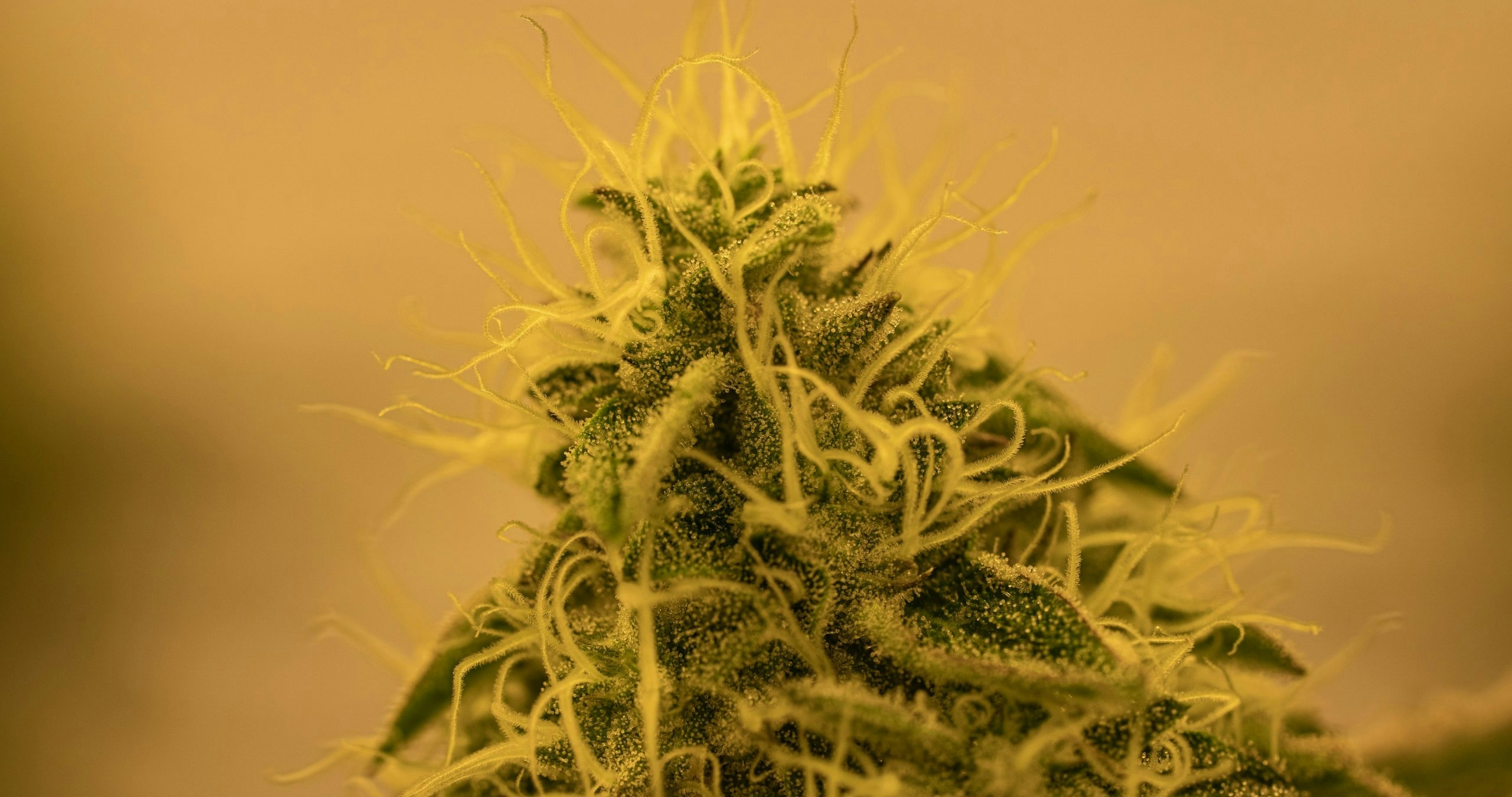Macro shot of a fresh cannabis flower