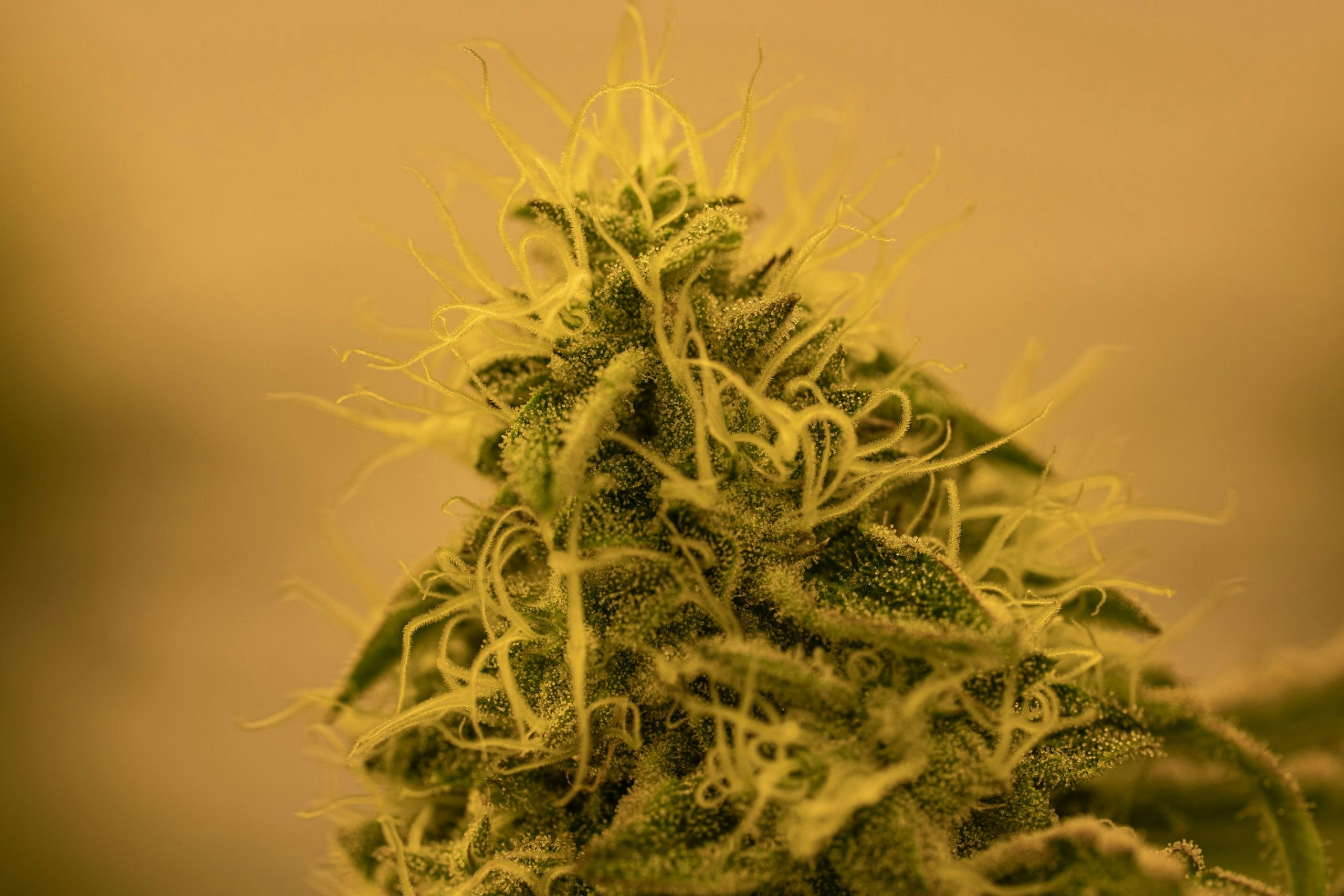 Macro shot of a fresh cannabis flower