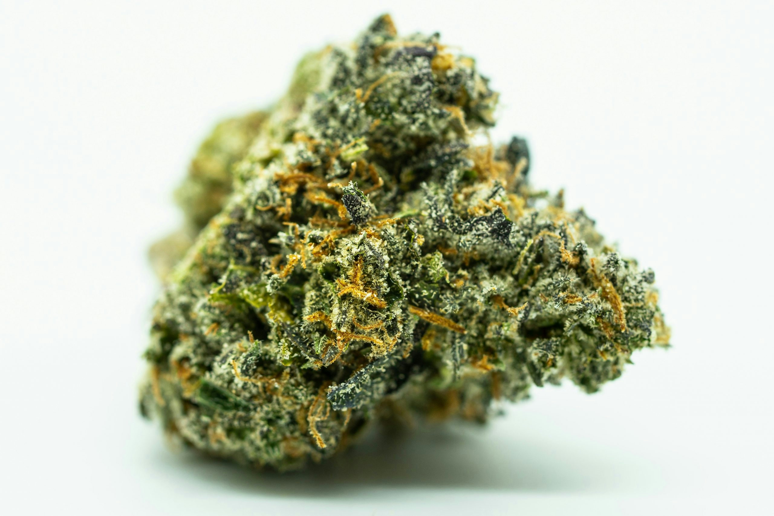 close-up of a hand-trimmed cannabis nug