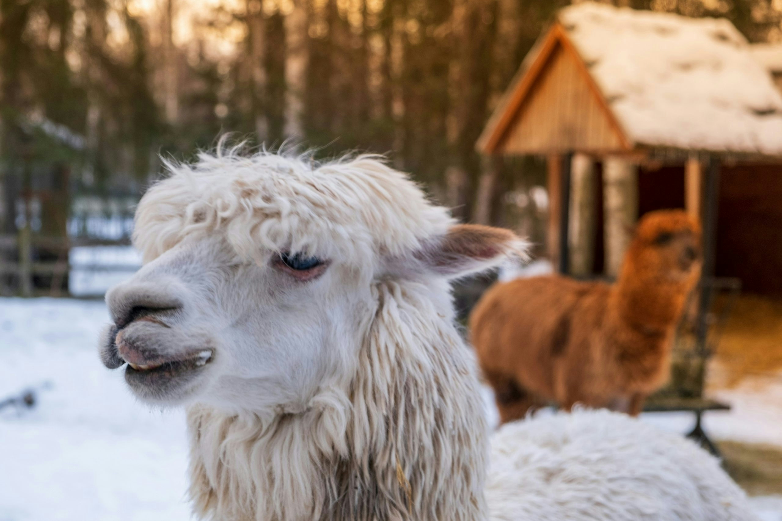 Llama standing in snow during Alaska winter