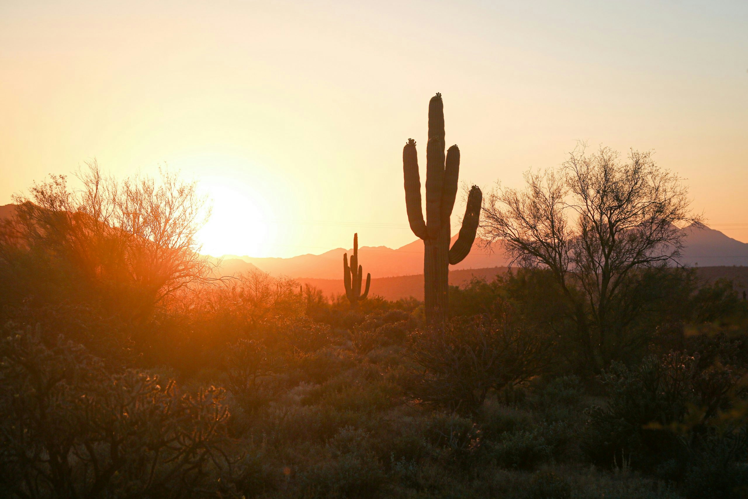 Desert landscape with saguaro cacti near Phoenix, Arizona