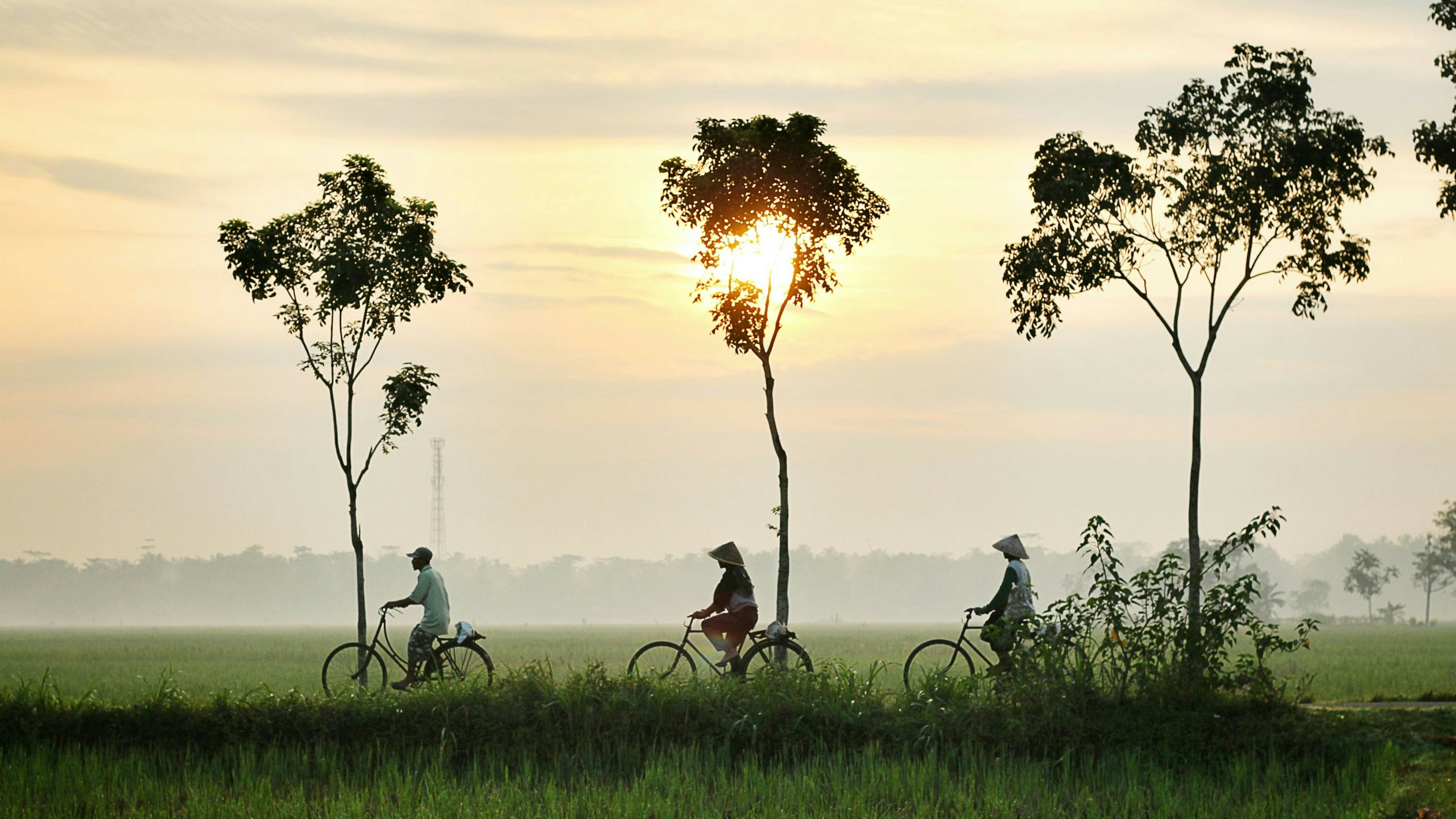 People riding bicycles across an open savanna under a clear sky