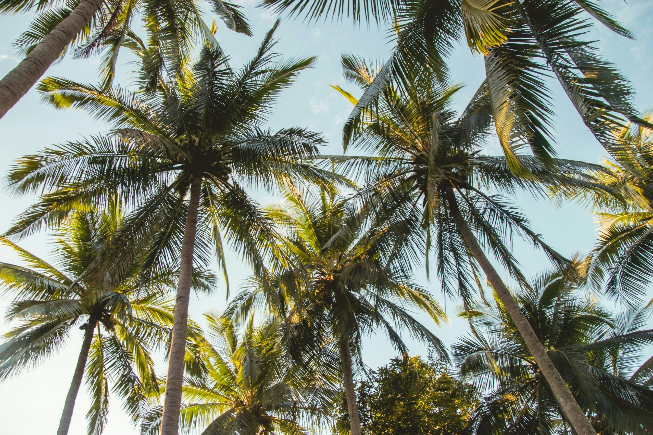 Tall palm trees swaying beneath a clear blue sky