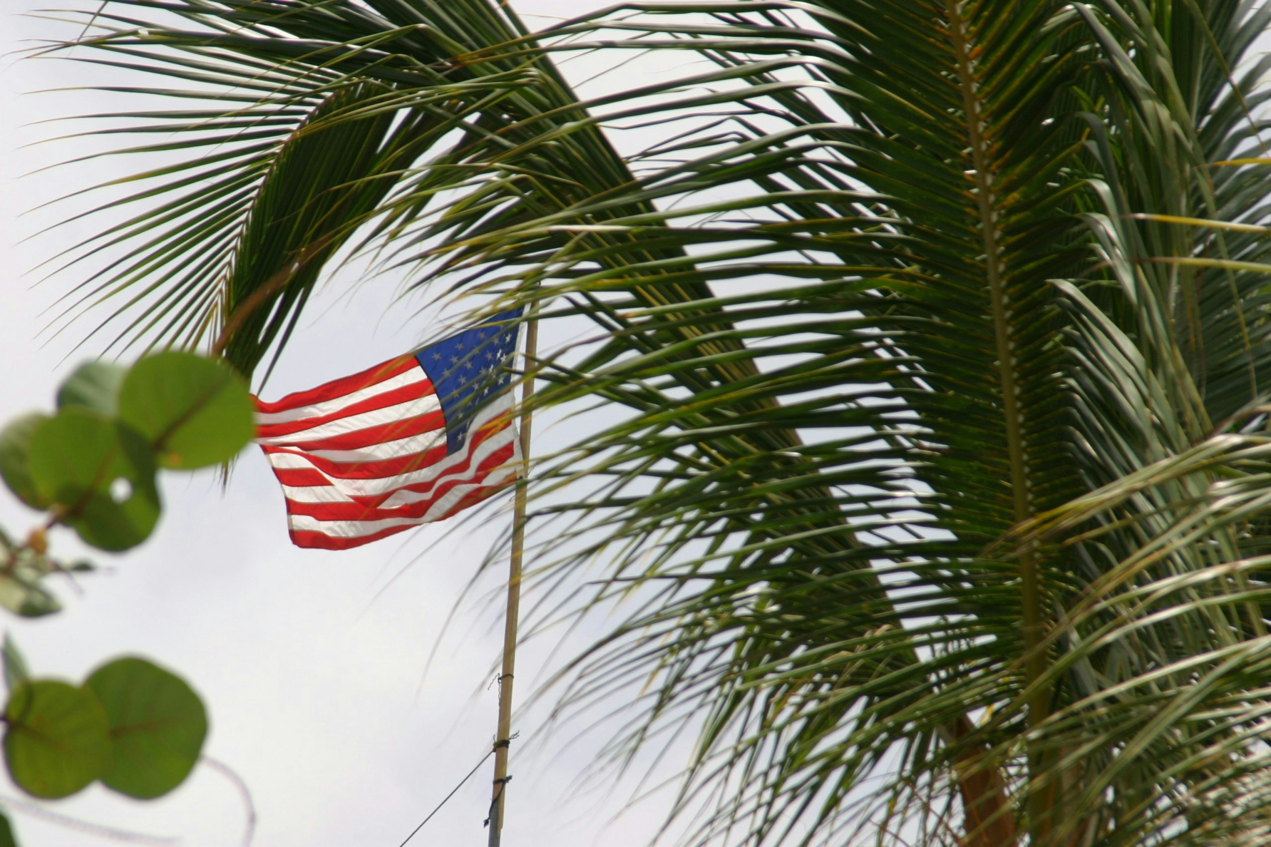 United States national flag displayed behind a palm tree
