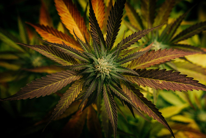 Close-up, birds-eye-view angle of a growing cannabis plant.