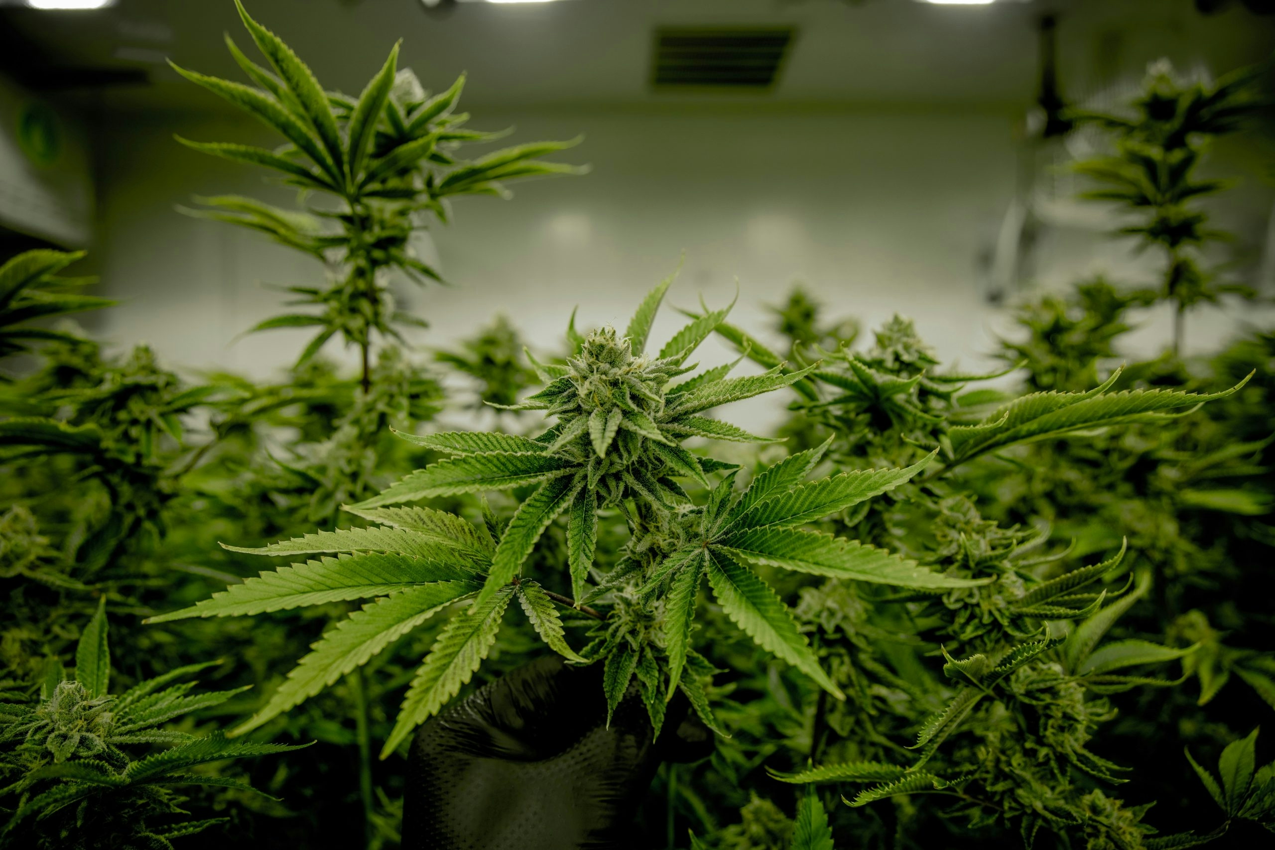 Cannabis plants growing in an indoor greenhouse.