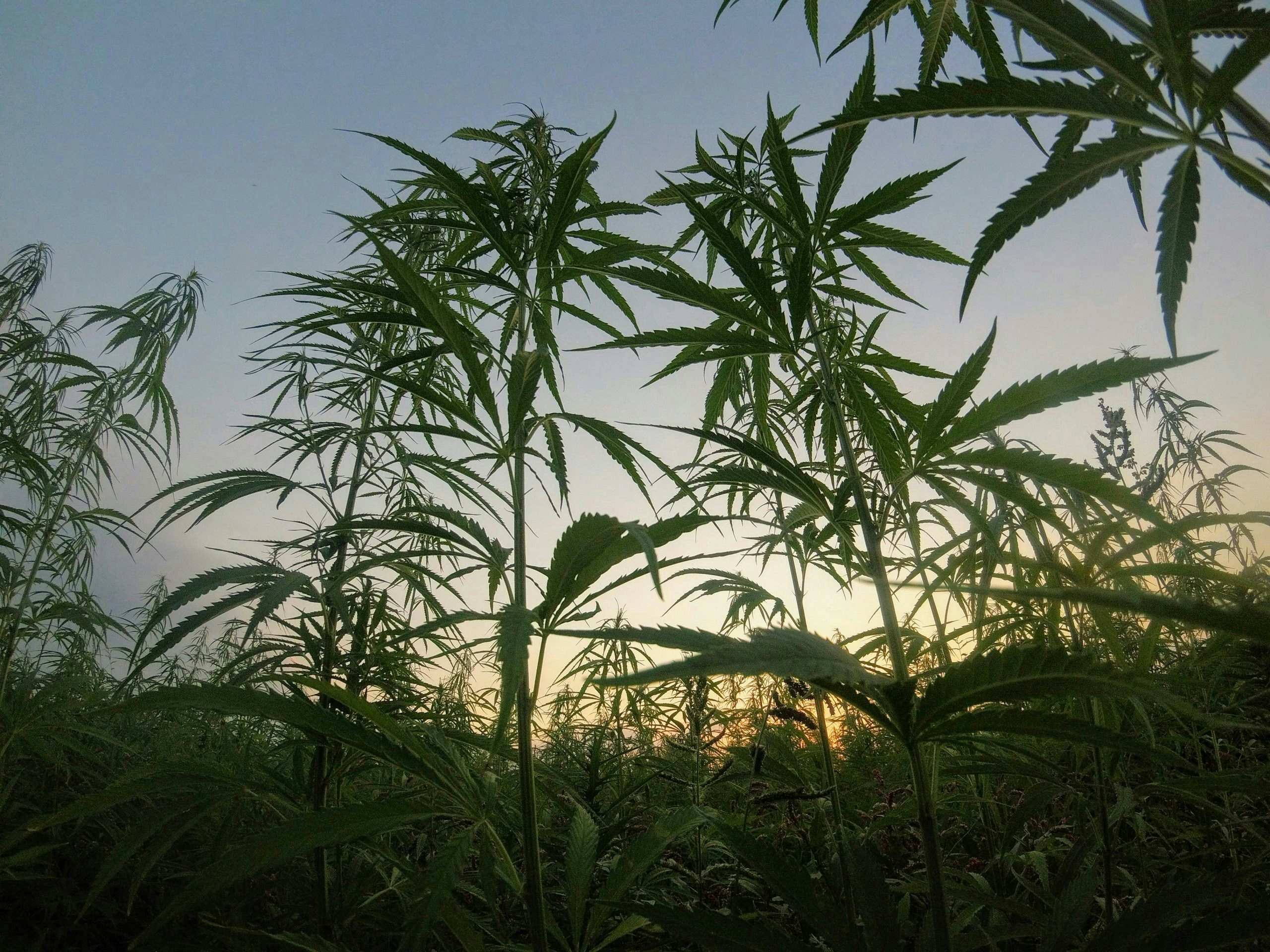 Cannabis plants growing in a field at sunset.
