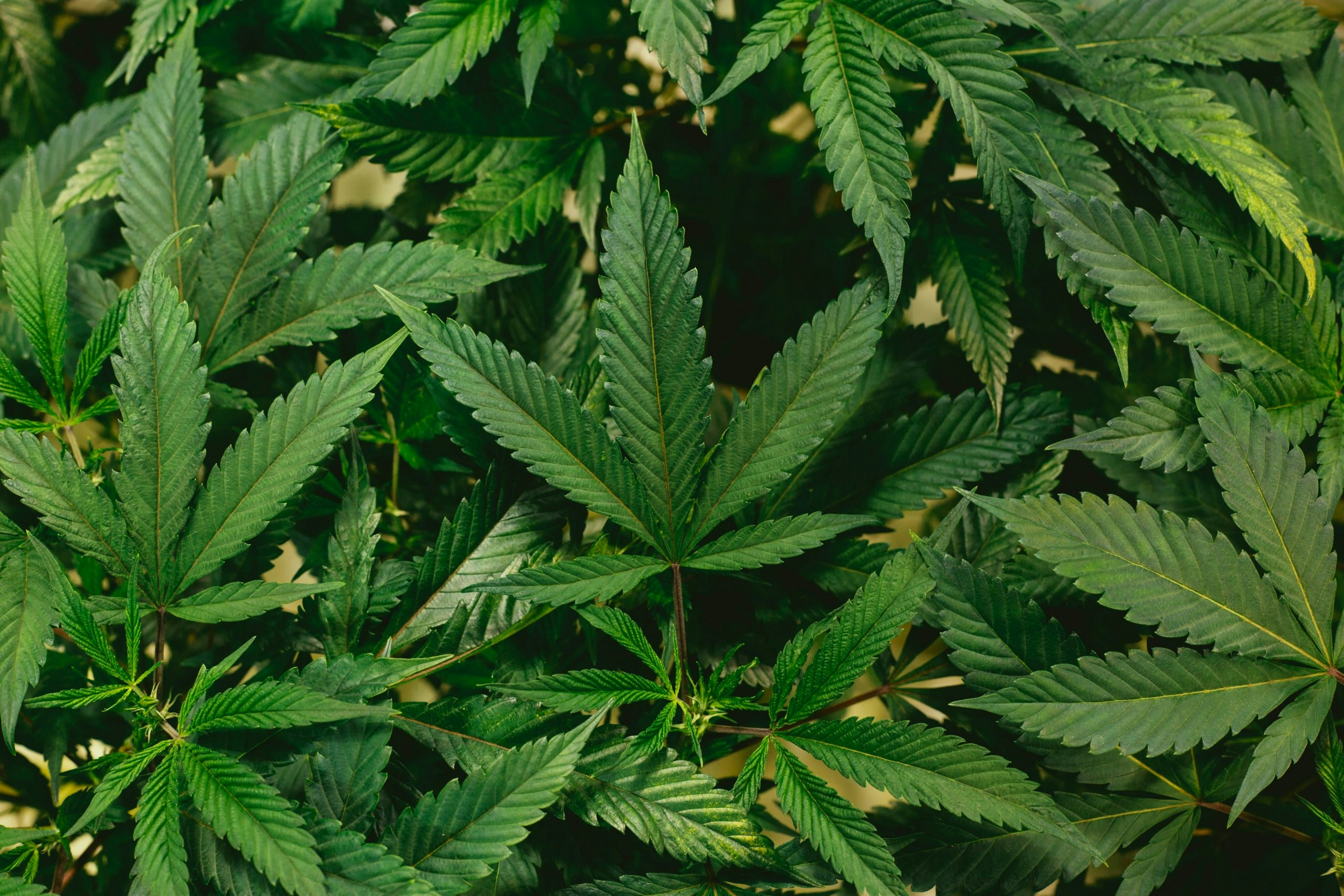 The green fan leaves of a cannabis plant.