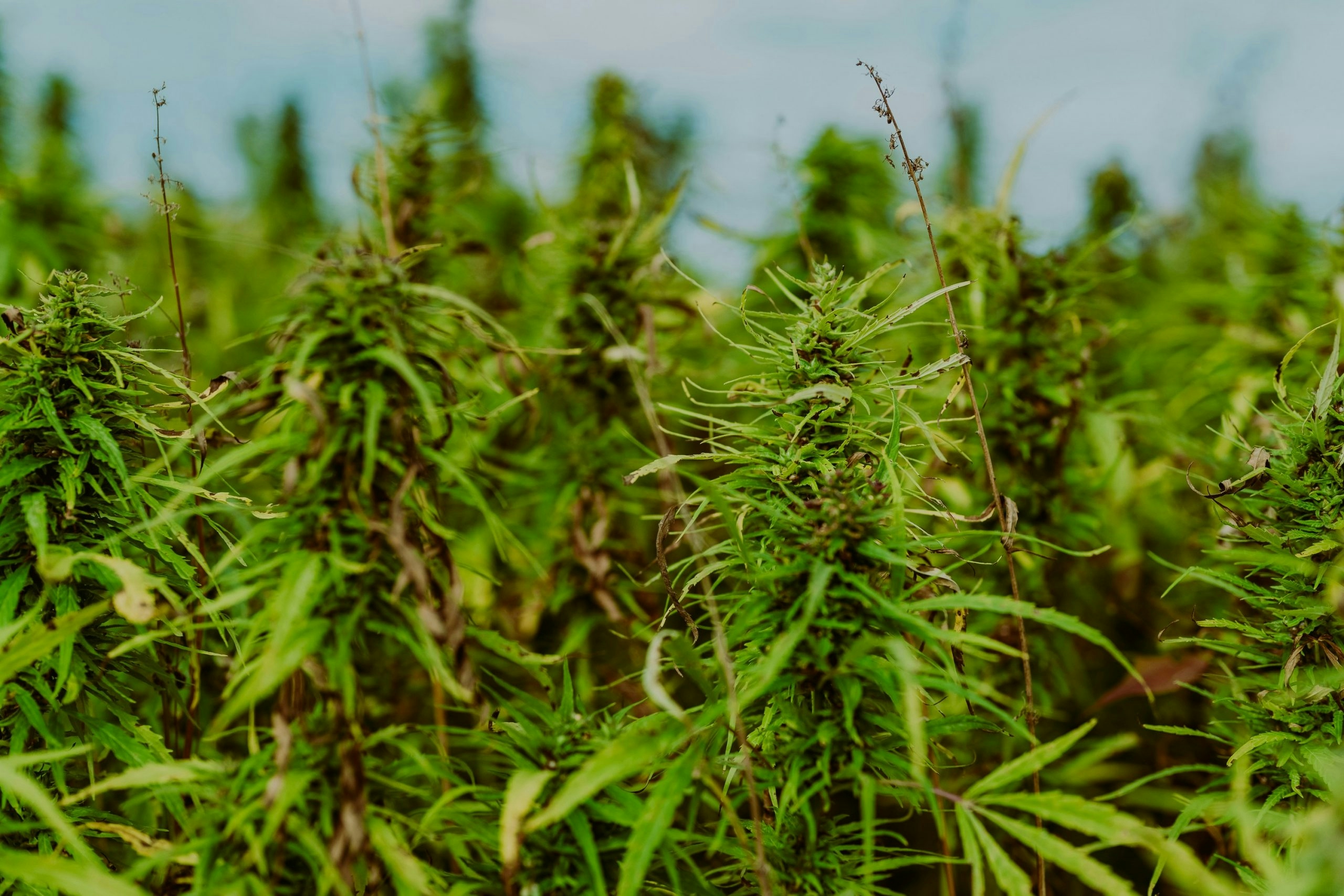 Cannabis plants growing outdoors under a blue sky.