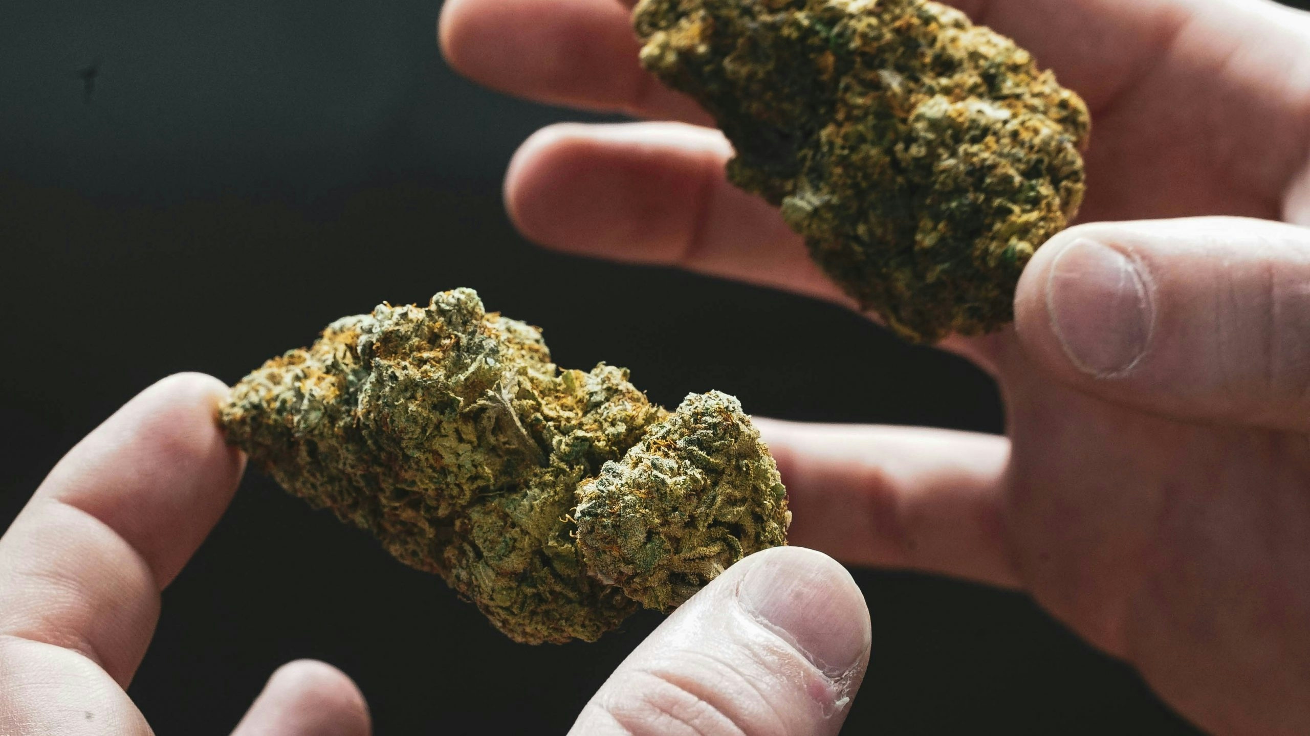Fingers holding dense weed nugs.