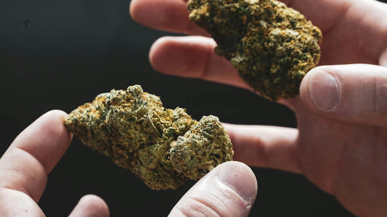 Fingers holding dense weed nugs.