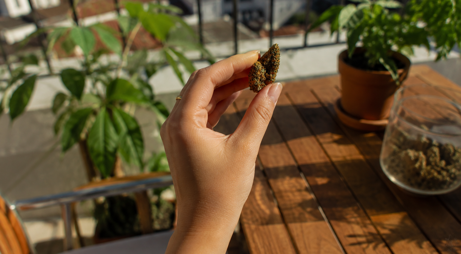 Woman holding a Mango Tango cannabis bud in her hand