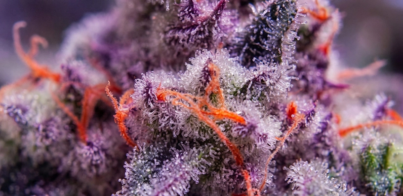 close up of the purple runtz strain
