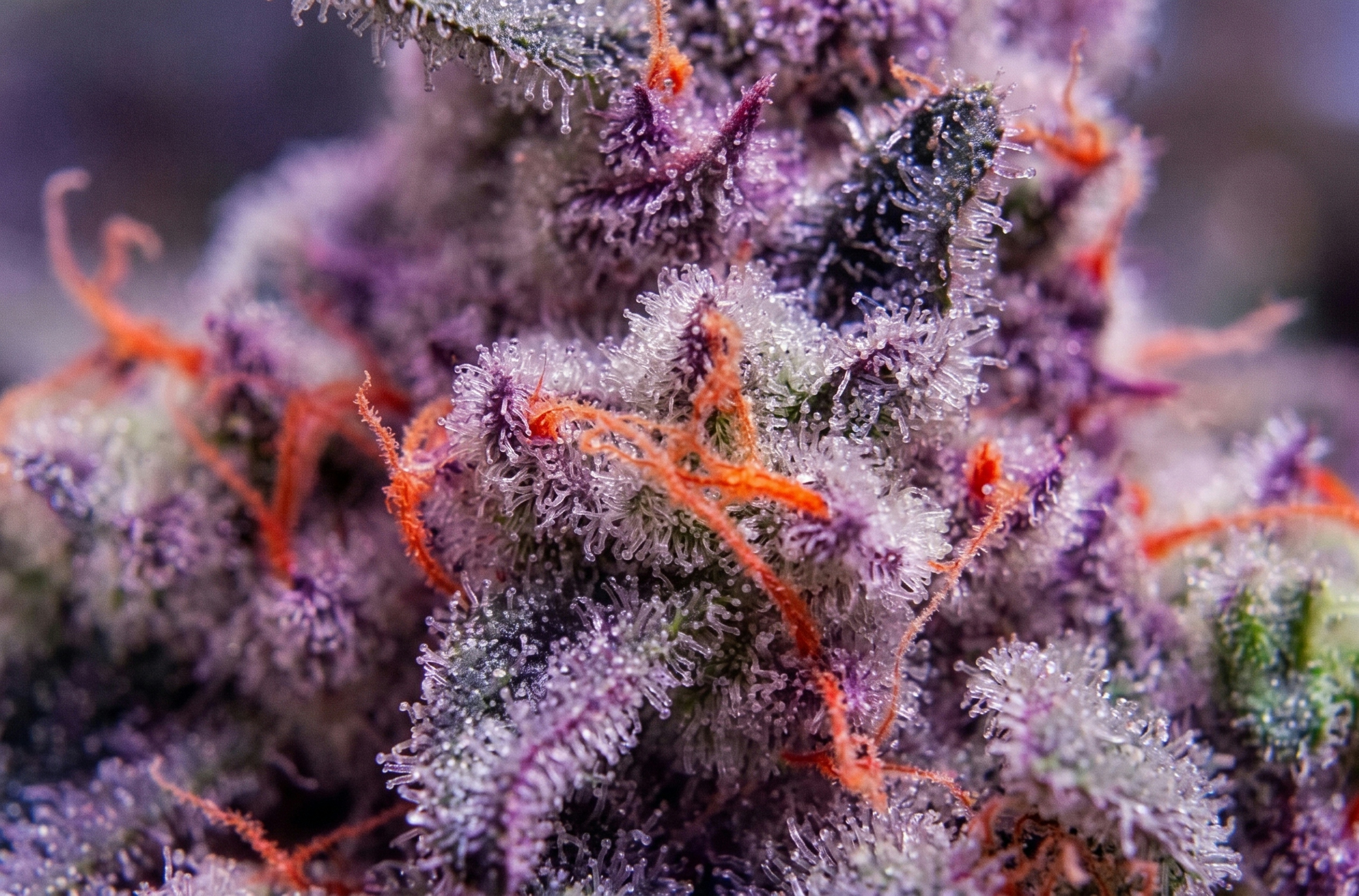 close up of the purple runtz strain