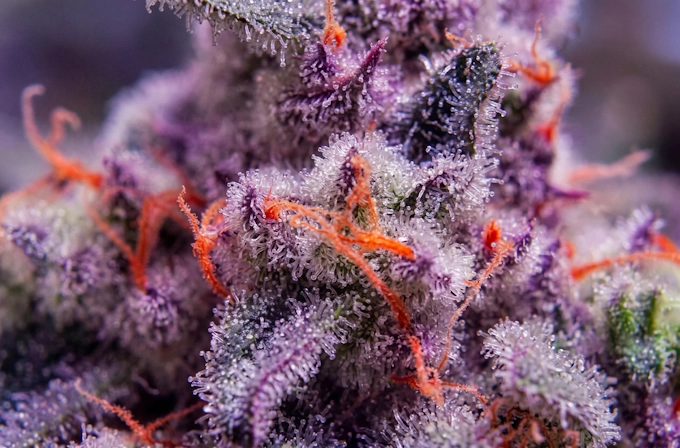 close up of the purple runtz strain