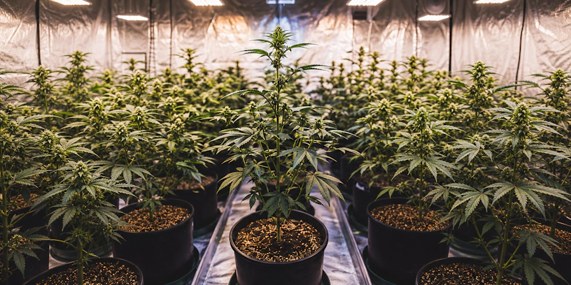 Tropicana Cherry Strain: Effects, Reviews & Where to Buy